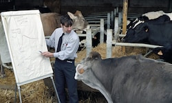 Kunst im Stall: Thierry Boutonniers erklärt Kühen „Produktionsziele“ (2005)