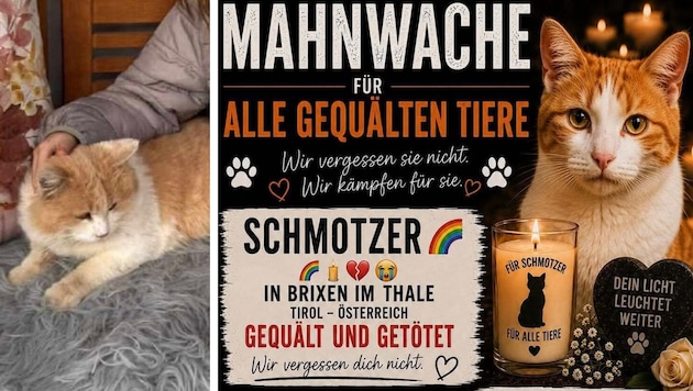 Kater „Schmotzer“ ist Symbolfigur für alle gequälten Tiere.