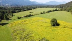 Neue Pläne gibt es für die Fläche in Villach-Federaun.