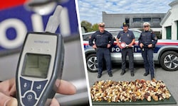 Alkolenker und Pilzsammler wurden von der Kärntner Polizei erwischt