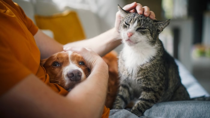 Ein sanftes Streicheln, ein vertrauter Blick. Hund und Katze geben Halt, wenn es im Leben schwer ...