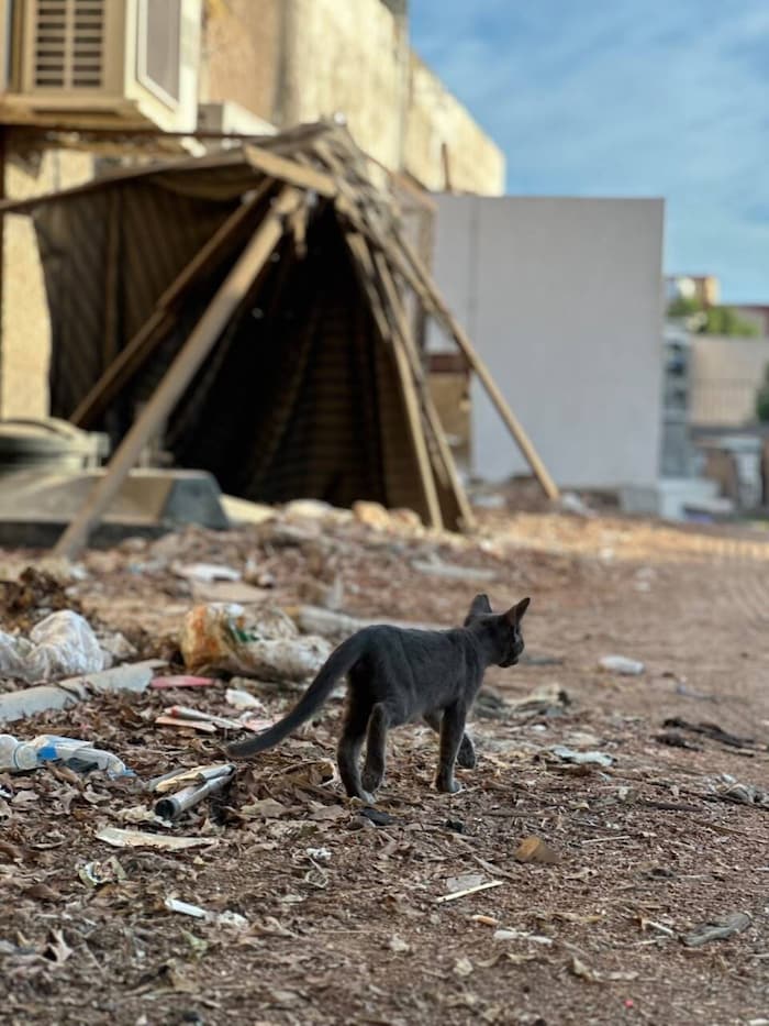 Das „Projekt Sinai“ ist Tierhilfe im gorßen Stil