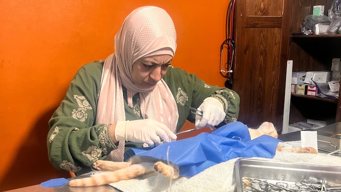 ... darunter 359 Sterilisationen, an insgesammt 600 Katzen ermöglicht werden.