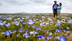Mitten in der trockensten nicht-polaren Wüste der Erde sprießen derzeit Blumen.