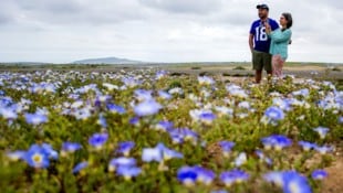 Mitten in der trockensten nicht-polaren Wüste der Erde sprießen derzeit Blumen.