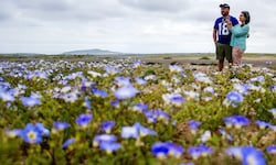 Mitten in der trockensten nicht-polaren Wüste der Erde sprießen derzeit Blumen.