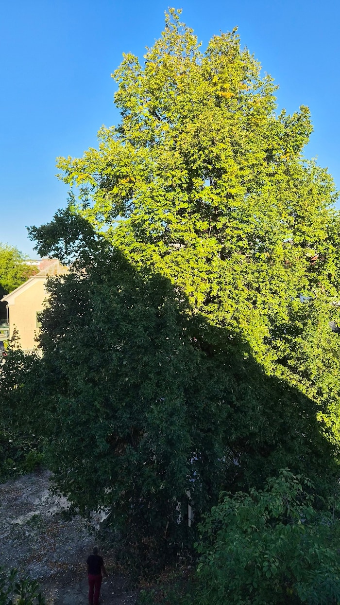 Beide Linden waren mehr als 20 Meter hoch mit 80 Zentimeter dicken Stämmen. Die Ersatzbäume ...