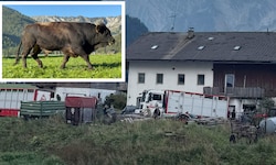 In einem Lkw wurden die Kühe vom Hof abtransportiert. Der bedauernswerte Stier musste erschossen ...