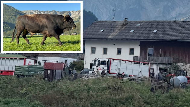 In einem Lkw wurden die Kühe vom Hof abtransportiert. Der bedauernswerte Stier musste erschossen ...