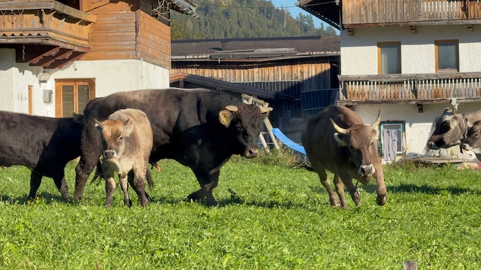 Die Rinder auf der Weide beim Bauernhof.
