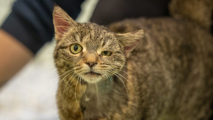 Katze „Agathe“ fand nach mehreren Operationen und monatelanger Pflege ein neues Zuhause.