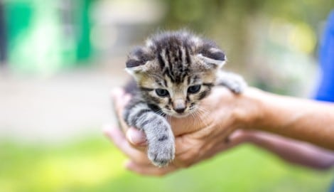 Besonders Hund und Katze werden oftmals nicht nur zum treuen Begleiter, sondern auch zum besten ...