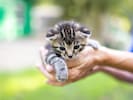 Besonders Hund und Katze werden oftmals nicht nur zum treuen Begleiter, sondern auch zum besten ...