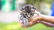 Besonders Hund und Katze werden oftmals nicht nur zum treuen Begleiter, sondern auch zum besten ...