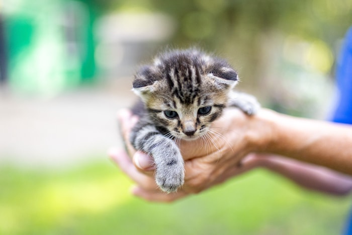 Besonders Hund und Katze werden oftmals nicht nur zum treuen Begleiter, sondern auch zum besten ...