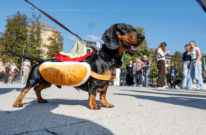 „Puzzle“ kam sogar im Hot Dog-Kostüm.