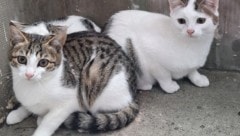 Viele Tiere brauchen Hilfe. In Neusiedl findet am 10. und 11. Oktober ein Tattoo-Event für ...