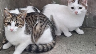 Viele Tiere brauchen Hilfe. In Neusiedl findet am 10. und 11. Oktober ein Tattoo-Event für ...