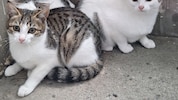 Viele Tiere brauchen Hilfe. In Neusiedl findet am 10. und 11. Oktober ein Tattoo-Event für ...