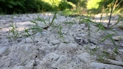 Hitze und Trockenheit setzen Landwirtschaft weiter massiv zu. 