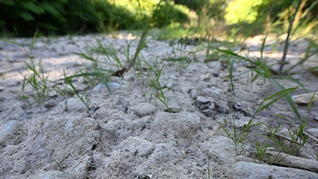 Hitze und Trockenheit setzen Landwirtschaft weiter massiv zu.