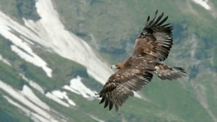 Der Nationalpark Hohe Tauern ruft anlässlich des Internationalen Bartgeier-Zähltags am 10. ...