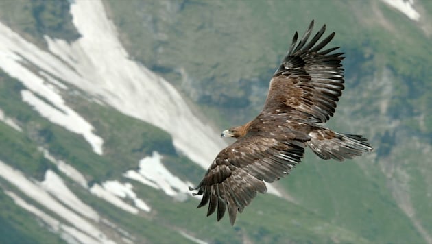 Der Nationalpark Hohe Tauern ruft anlässlich des Internationalen Bartgeier-Zähltags am 10. ...
