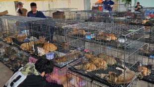 Eine illegale Bande soll in Vietnam knapp 2700 Katzen gestohlen haben (Symbolbild).