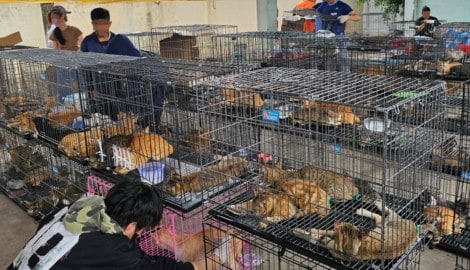 Eine illegale Bande soll in Vietnam knapp 2700 Katzen gestohlen haben (Symbolbild).