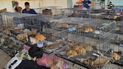 Eine illegale Bande soll in Vietnam knapp 2700 Katzen gestohlen haben (Symbolbild).