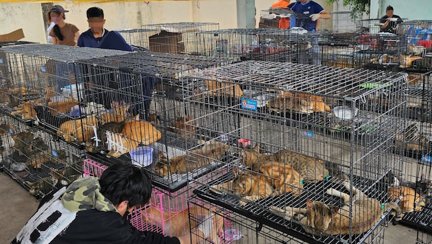Eine illegale Bande soll in Vietnam knapp 2700 Katzen gestohlen haben (Symbolbild).