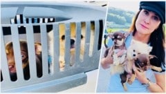 Immer wieder gehen der Polizei illegale Hundehändler ins Netz. „Aber sehr viele kommen ...