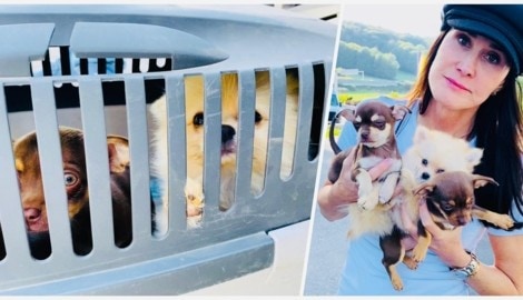 Immer wieder gehen der Polizei illegale Hundehändler ins Netz. „Aber sehr viele kommen ...