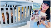 Immer wieder gehen der Polizei illegale Hundehändler ins Netz. „Aber sehr viele kommen ...