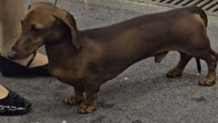 „Vier Pfoten“ sahen Qualzuchtmerkmale bei der Hundeshow in Tulln, der Veranstalter verweist auf ...