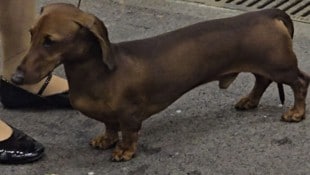 „Vier Pfoten“ sahen Qualzuchtmerkmale bei der Hundeshow in Tulln, der Veranstalter verweist auf ...