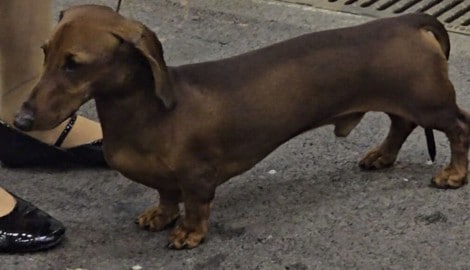 „Vier Pfoten“ sahen Qualzuchtmerkmale bei der Hundeshow in Tulln, der Veranstalter verweist auf ...