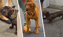 Zu kurze Schnauze, hängendes Lid, zu langer Rücken: „Vier Pfoten“ sieht bei mehreren ...