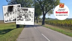 Maulbeerbäume und Erinnerungen an die Seidenzucht.