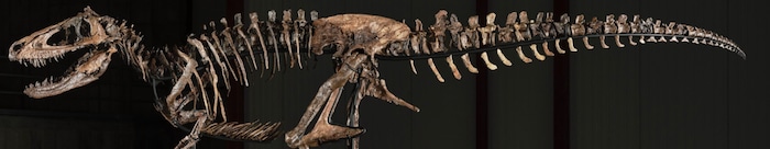 Skelett von Nanotyrannus „Jodi“