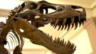 Kopf eines Nanotyrannus