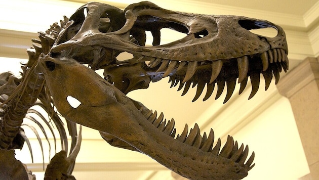 Kopf eines Nanotyrannus
