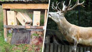 Im Zuge des Todeskampfes wurde der Bienenstand (links) von einem Wildtier (rechts, Symbolbild) ...