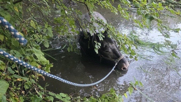 Die Halterin versuchte das Pferd mit einer Leine vor dem Ertrinken zu bewahren.