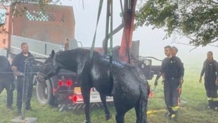 Das Pferd wurde mittels eines Kranes aus dem Tümpel gehoben.