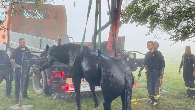 Das Pferd wurde mittels eines Kranes aus dem Tümpel gehoben.