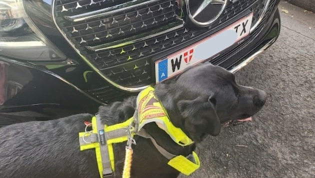 „Kuma“ begleitet Alice überall hin. Ein Wiener Taxilenker ließ den Assistenzhund nicht ...