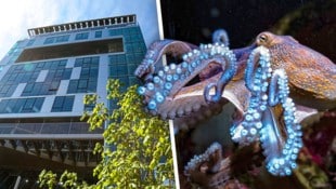 Acht Arme und jede Menge Ärger: Krake „Klecksi“ lebt im Haus des Meeres auf Ebene 2. ...