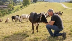 Hans Muster inmitten seiner Zwergzebu-Herde. Weil die Wiesen heuer kaum Futter hergeben, muss ...