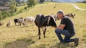 Hans Muster inmitten seiner Zwergzebu-Herde. Weil die Wiesen heuer kaum Futter hergeben, muss ...